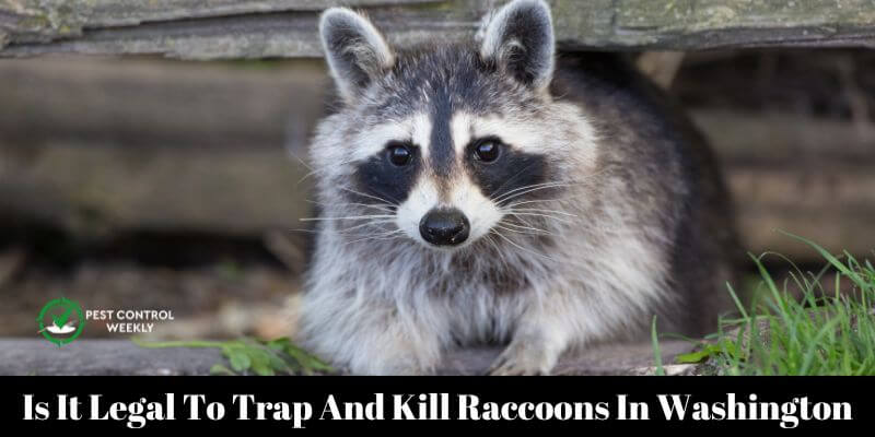 Is It Legal To Trap And Kill Raccoons In Washington