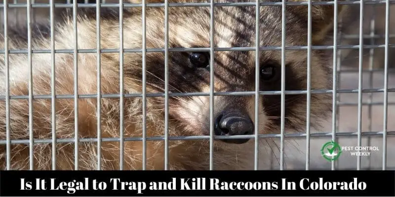 Is It Legal to Trap and Kill Raccoons In Colorado (1)