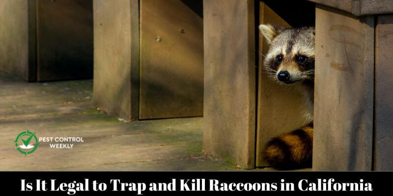 Is It Legal to Trap and Kill Raccoons in California (1)