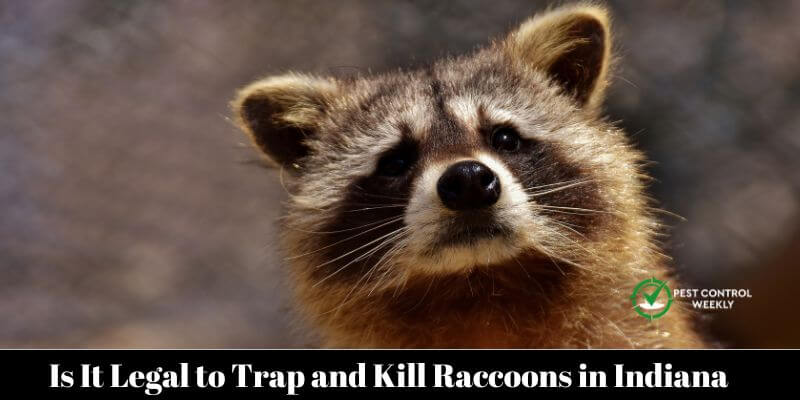Is It Legal to Trap and Kill Raccoons in Indiana
