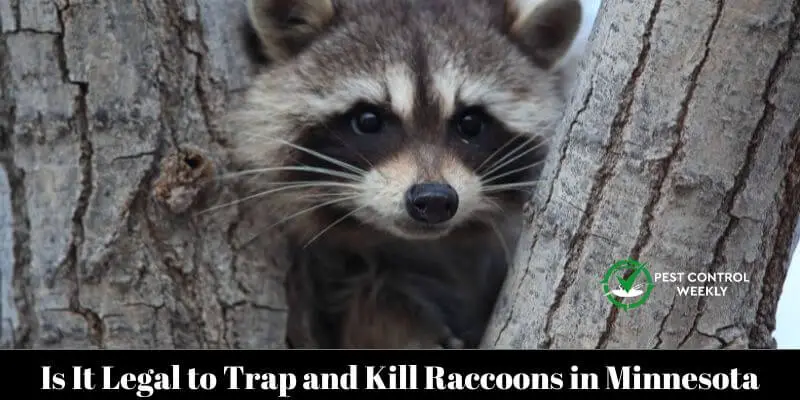 Is It Legal to Trap and Kill Raccoons in Minnesota