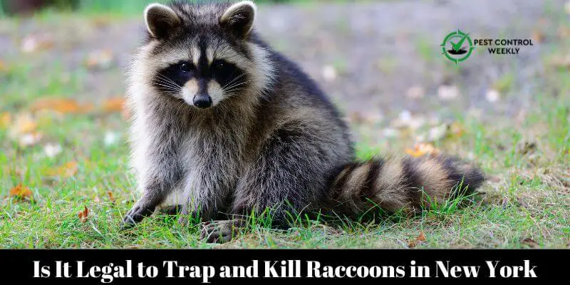 Is It Legal to Trap and Kill Raccoons in New York