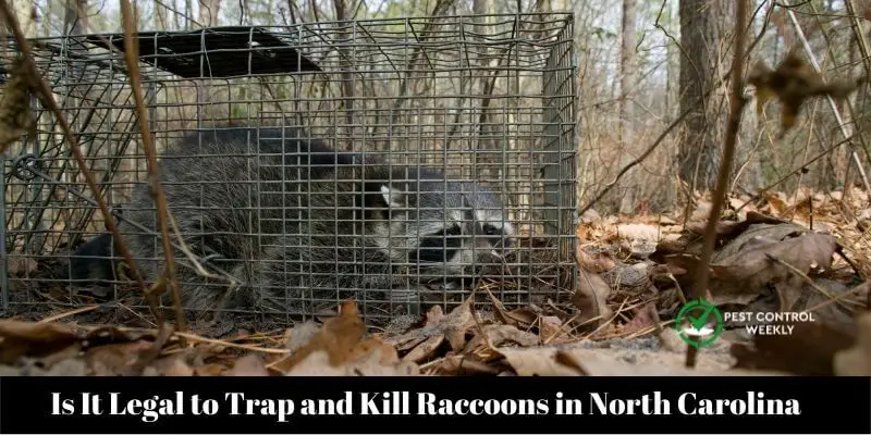 Is It Legal to Trap and Kill Raccoons in North Carolina