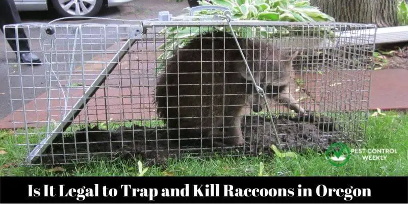 Is It Legal to Trap and Kill Raccoons in Oregon