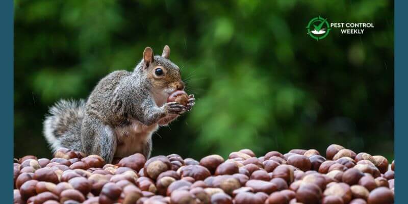 What Nuts Do Squirrels Eat