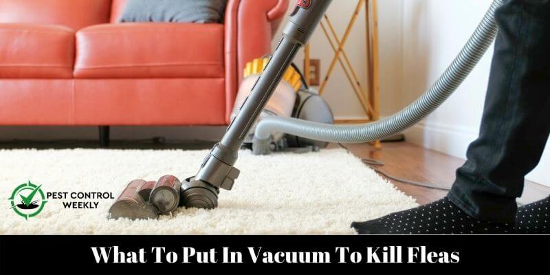 What To Put In Vacuum To Kill Fleas