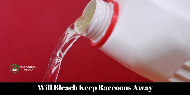 Will Bleach Keep Raccoons Away (1)
