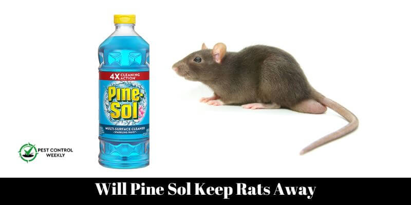 Will Pine Sol Keep Rats Away