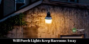 Will Porch Lights Keep Raccoons Away