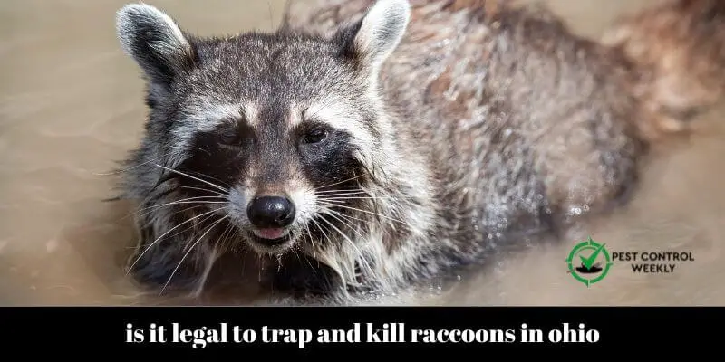 is it legal to trap and kill raccoons in ohio