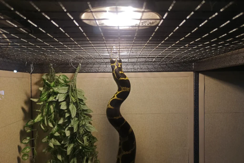 snake cage