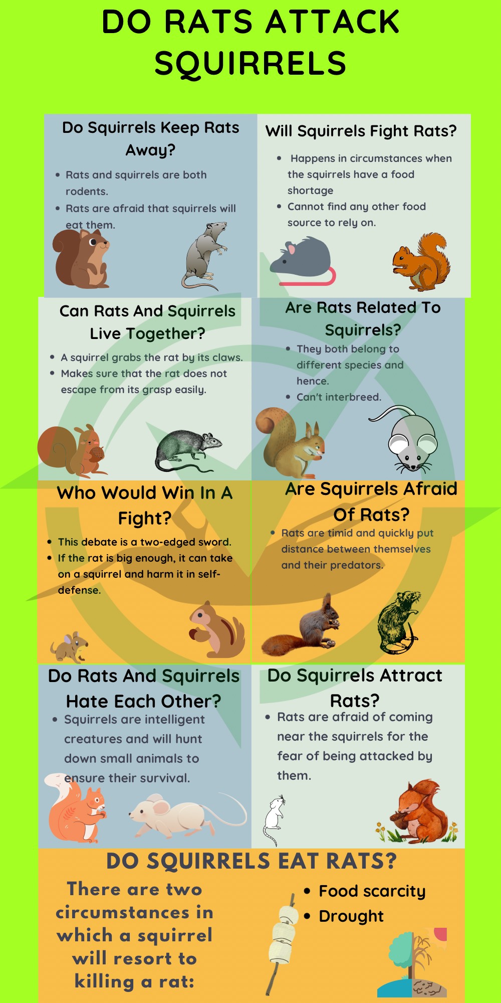 Are-rats-dangerous-for-squirrels