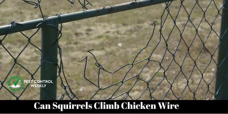 Can Squirrels Climb Chicken Wire