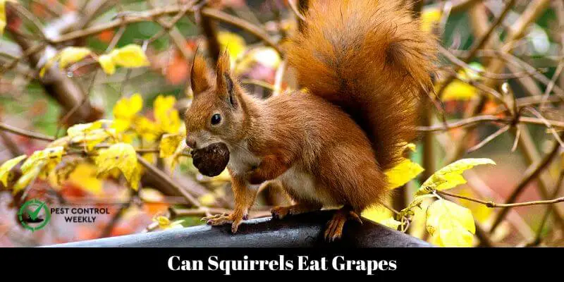 Can Squirrels Eat Grapes