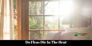 Do Fleas Die In The Heat