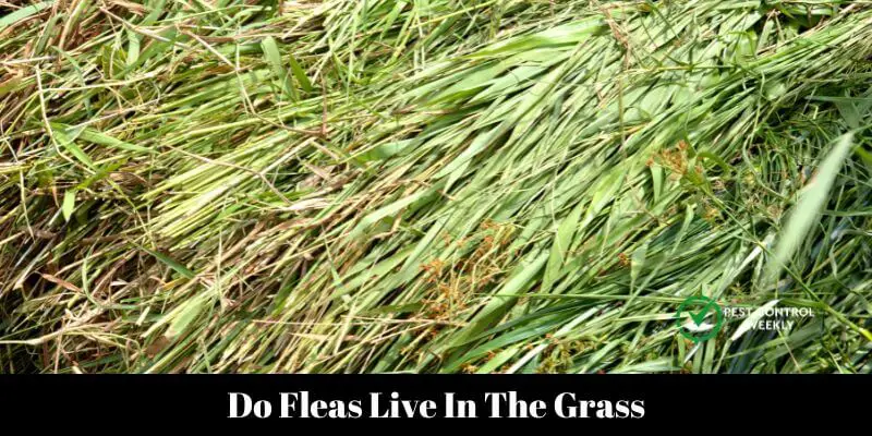 Do Fleas Live In The Grass
