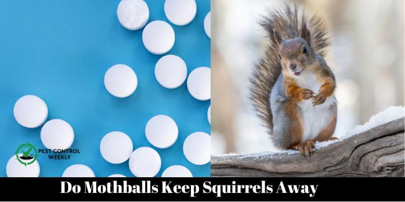 Do Mothballs Keep Squirrels Away