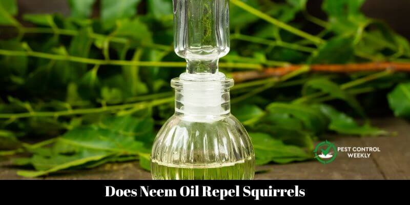 Does Neem Oil Repel Squirrels