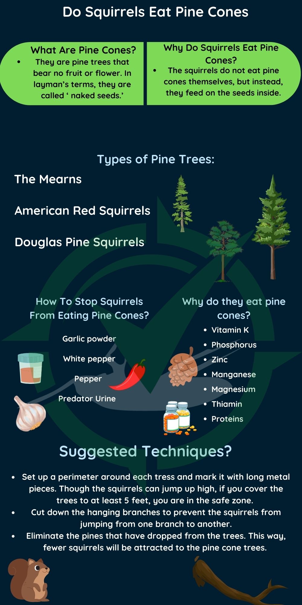 Type Of Pine Cones Squirrels Eat