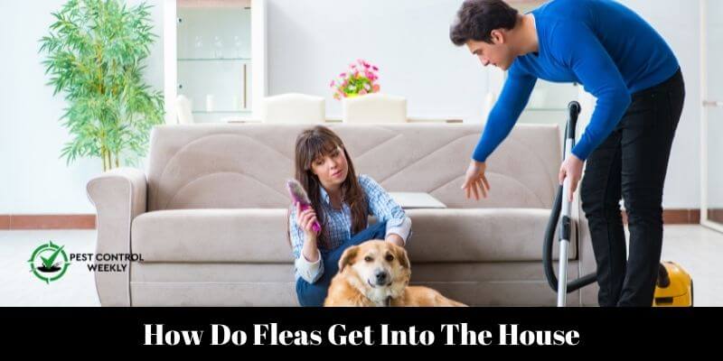 How Do Fleas Get Into The House