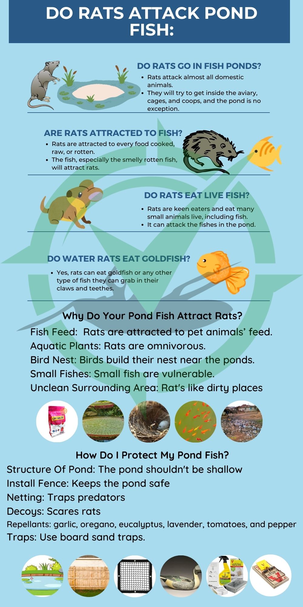 How To Stop Rats To Attack Pond Fish