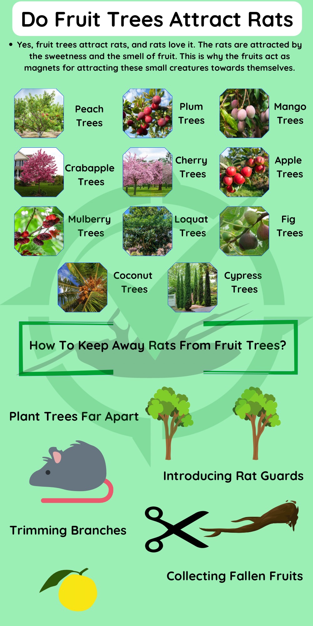 How-to-keep-rats-away-from-fruit-trees