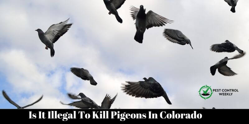 Is It Illegal To Kill Pigeons In Colorado