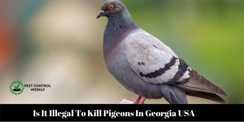 Is It Illegal To Kill Pigeons In Georgia USA