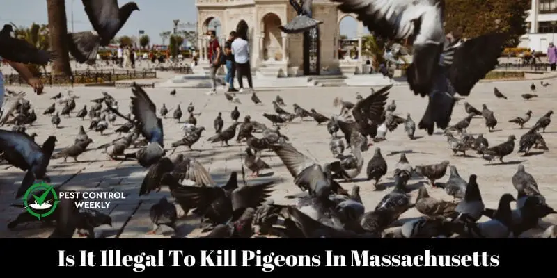 Is It Illegal To Kill Pigeons In Massachusetts