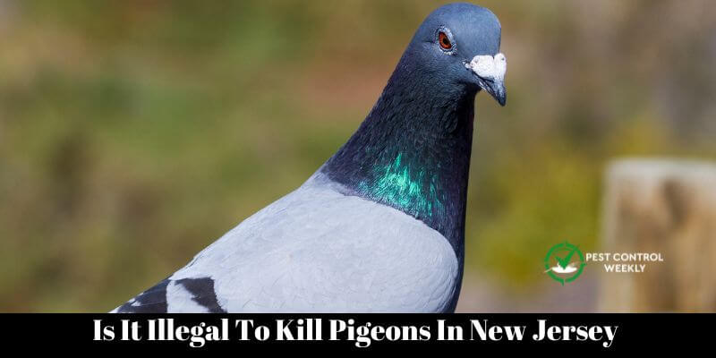 Is It Illegal To Kill Pigeons In New Jersey 