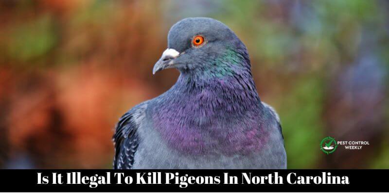 Is It Illegal To Kill Pigeons In North Carolina