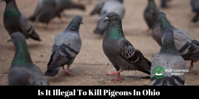Is It Illegal To Kill Pigeons In Ohio 
