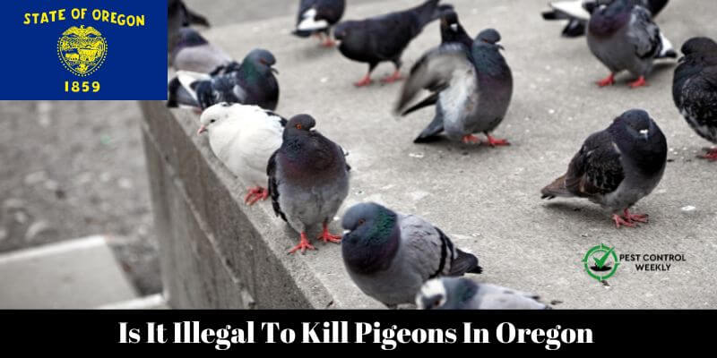 Is It Illegal To Kill Pigeons In Oregon