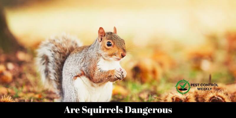 Are Squirrels Dangerous