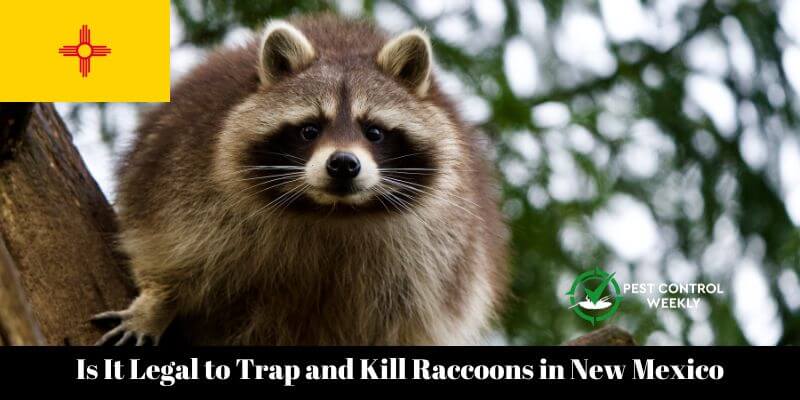 Is It Legal to Trap and Kill Raccoons in New Mexico
