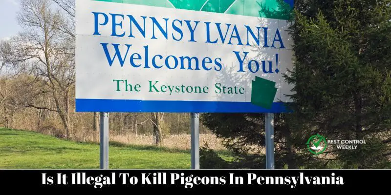 Is It Illegal To Kill Pigeons In Pennsylvania