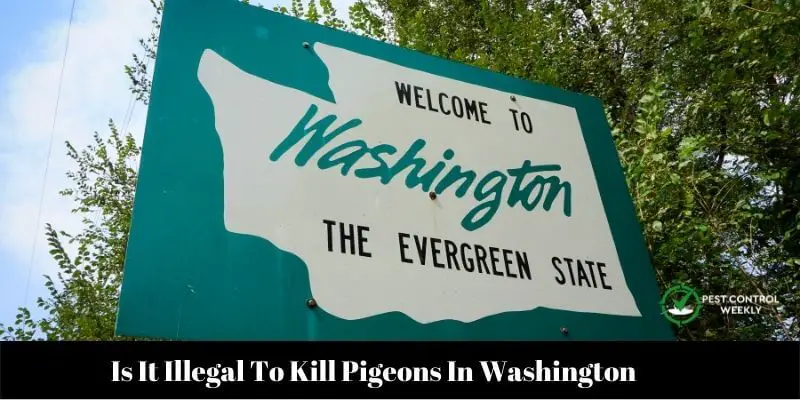Is It Illegal To Kill Pigeons In Washington