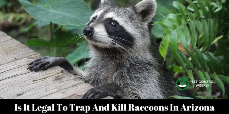 Is It Legal To Trap And Kill Raccoons In Arizona