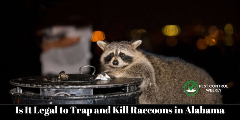 Is It Legal to Trap and Kill Raccoons in Alabama