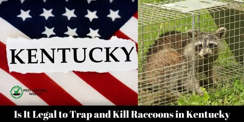 Is It Legal to Trap and Kill Raccoons in Kentucky