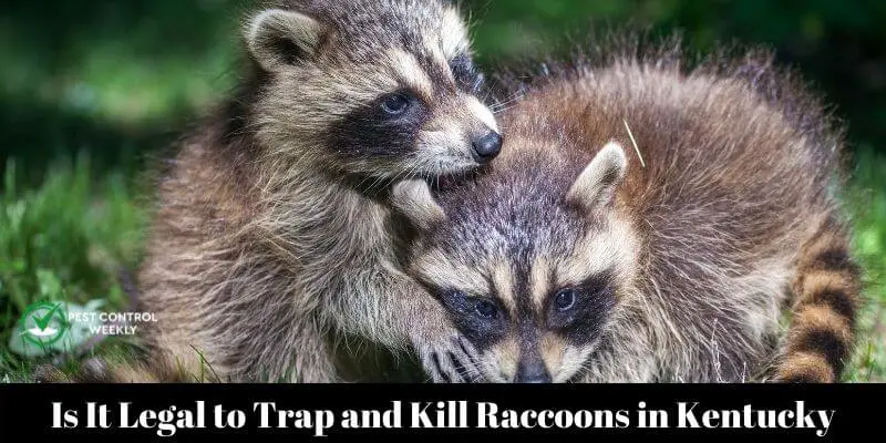 Is It Legal To Trap And Kill Raccoons In Connecticut