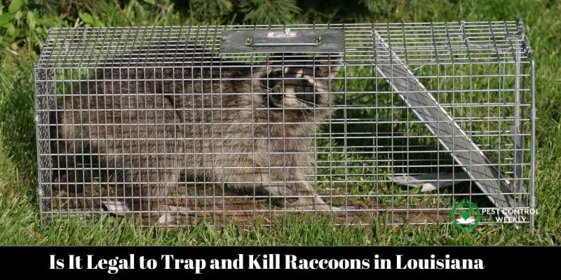 Is It Legal to Trap and Kill Raccoons in Louisiana