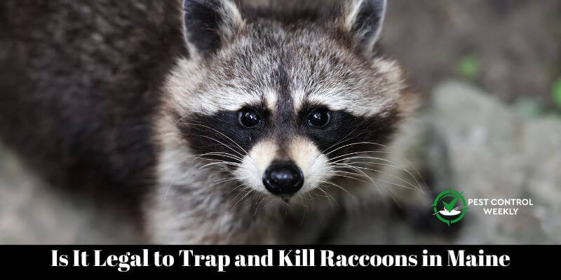 Is It Legal to Trap and Kill Raccoons in Maine