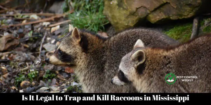 Is It Legal to Trap and Kill Raccoons in Mississippi