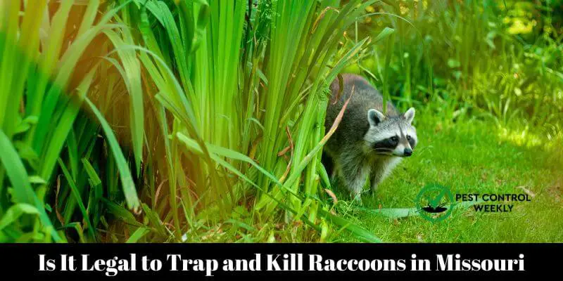 Is It Legal to Trap and Kill Raccoons in Missouri
