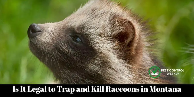Is It Legal to Trap and Kill Raccoons in Montana