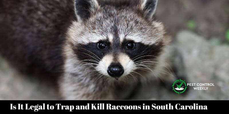 Is It Legal to Trap and Kill Raccoons in South Carolina