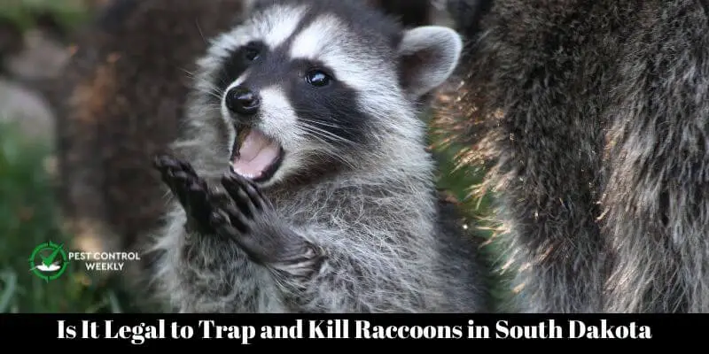 Is It Legal to Trap and Kill Raccoons in South Dakota