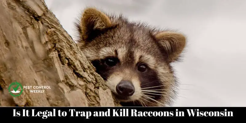 Is It Legal to Trap and Kill Raccoons in Wisconsin