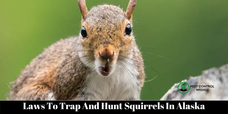Laws To Trap And Hunt Squirrels In Alaska